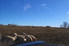 Luberon -  janvier 2021-sortie RLX-Cochon en liberté