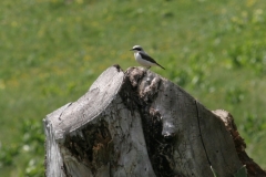 Tende-Mercantour_36