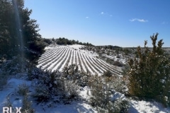 Verdon - 2021-1er sortie RLX -Champs de lavande et neige