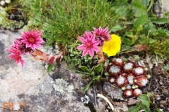 14_Weekend_LRATW_Alpes-2020_14