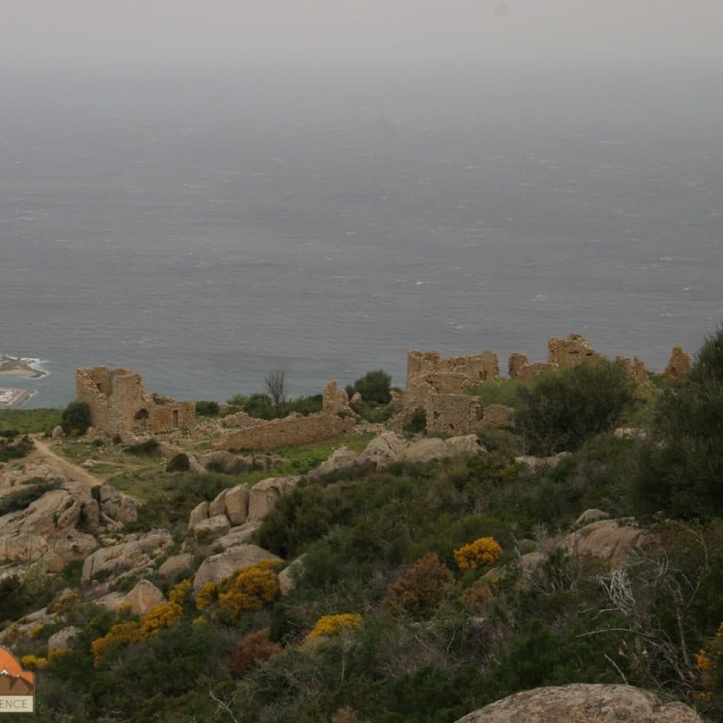 Occi