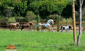 Lire la suite à propos de l’article Du cheval aux chevaux-vapeur